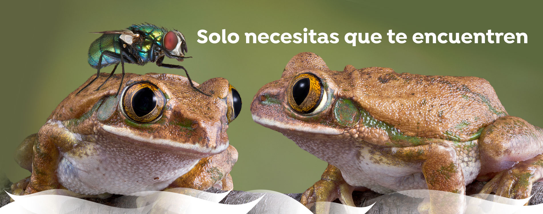 Agencia de SEO local
