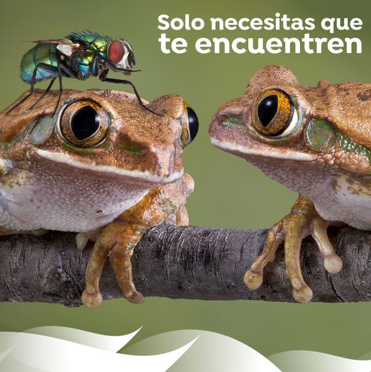 Agencia de SEO local