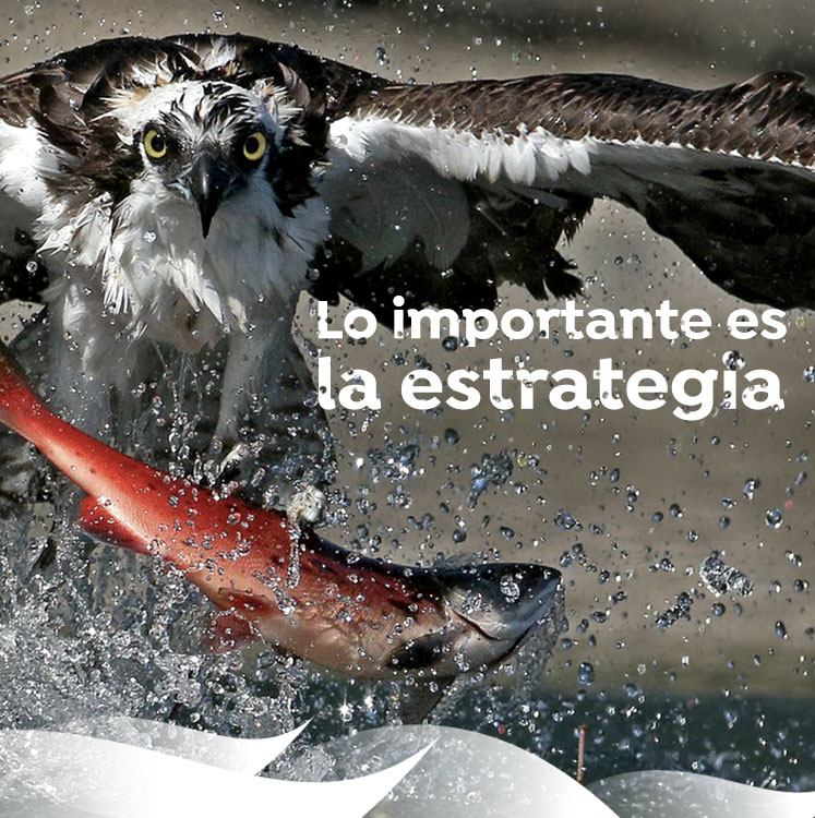 servicios marketing online