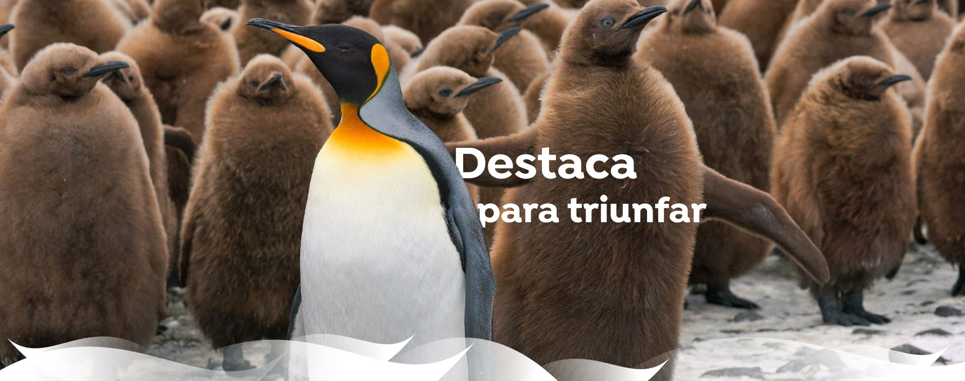 publicidad programatica