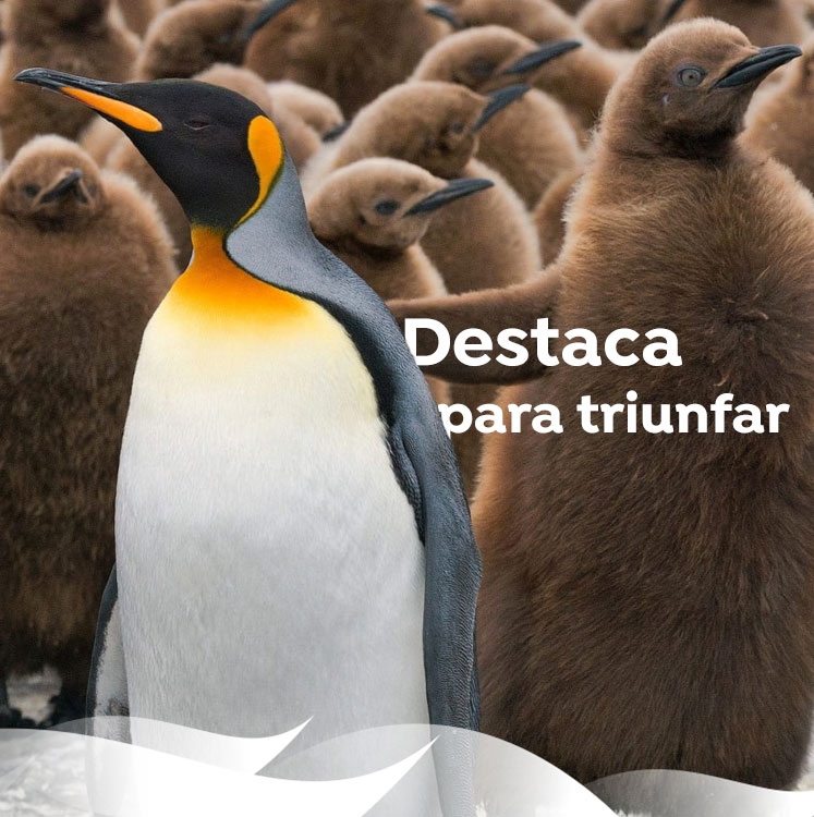 publicidad premium programatica