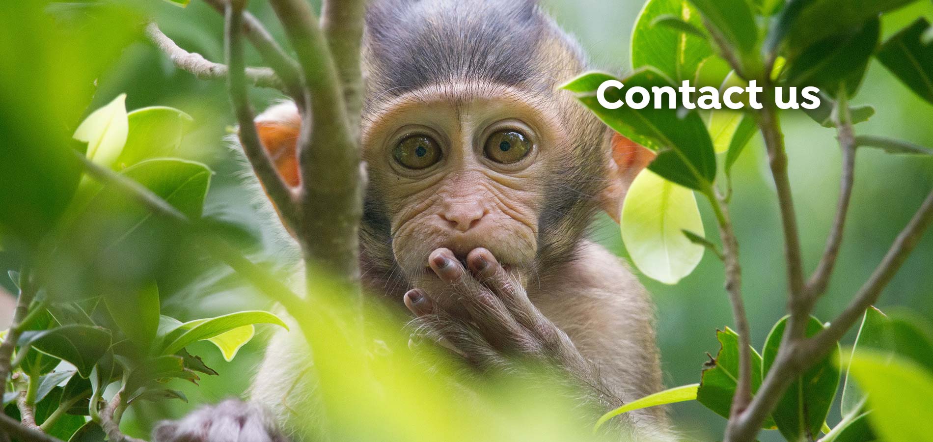 contacto