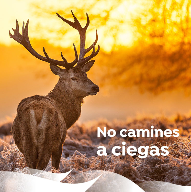 agencia de analitica web